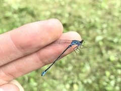 Paracercion calamorum