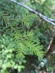 Arceuthobium tsugense tsugense