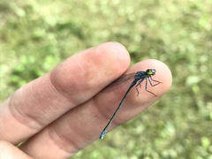 Paracercion calamorum