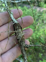 Arceuthobium tsugense tsugense