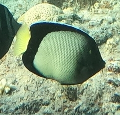 Apolemichthys xanthotis