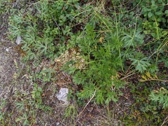 Artemisia arctica