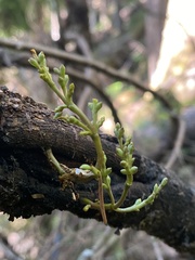 Arceuthobium tsugense tsugense