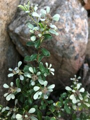 Spyridium spathulatum