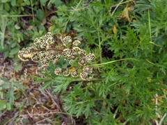 Artemisia arctica