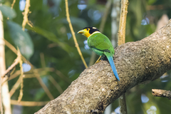 Psarisomus dalhousiae