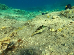 Canthigaster cyanospilota