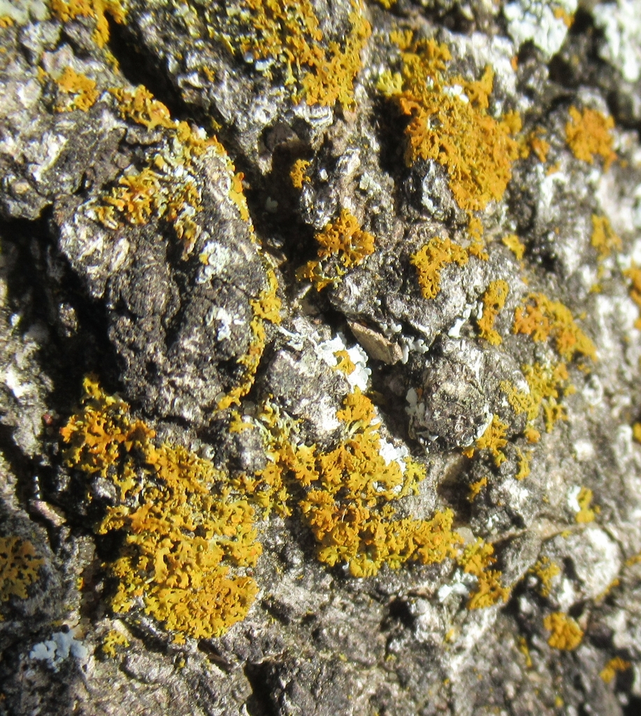 Xanthorioideae from Wilson Ledbetter Park, FM 1600, Cameron, Milam Co, TX, USA on July 31, 2022