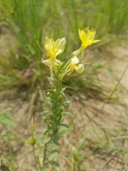 Oenothera clelandii