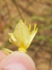 Oenothera clelandii