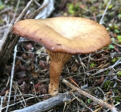 Singerocybe