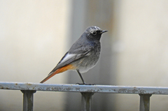 Phoenicurus ochruros