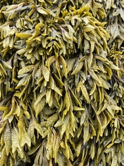 Pelvetiopsis limitata
