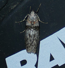 Sciota inconditella