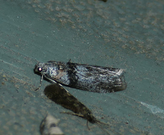 Sciota inconditella