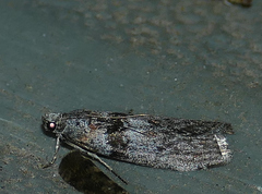 Sciota inconditella