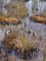 Machaerina teretifolia