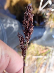 Machaerina teretifolia