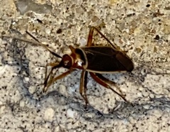 Adelphocoris rapidus
