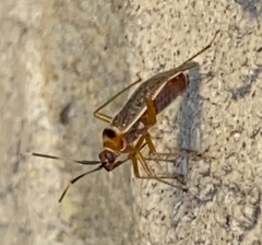 Adelphocoris rapidus