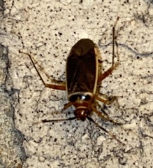 Adelphocoris rapidus