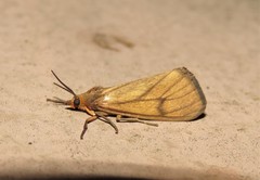 Virbia opella