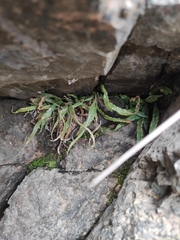 Asplenium ruprechtii