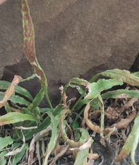 Asplenium ruprechtii