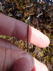 Machaerina teretifolia