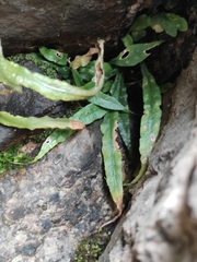 Asplenium ruprechtii