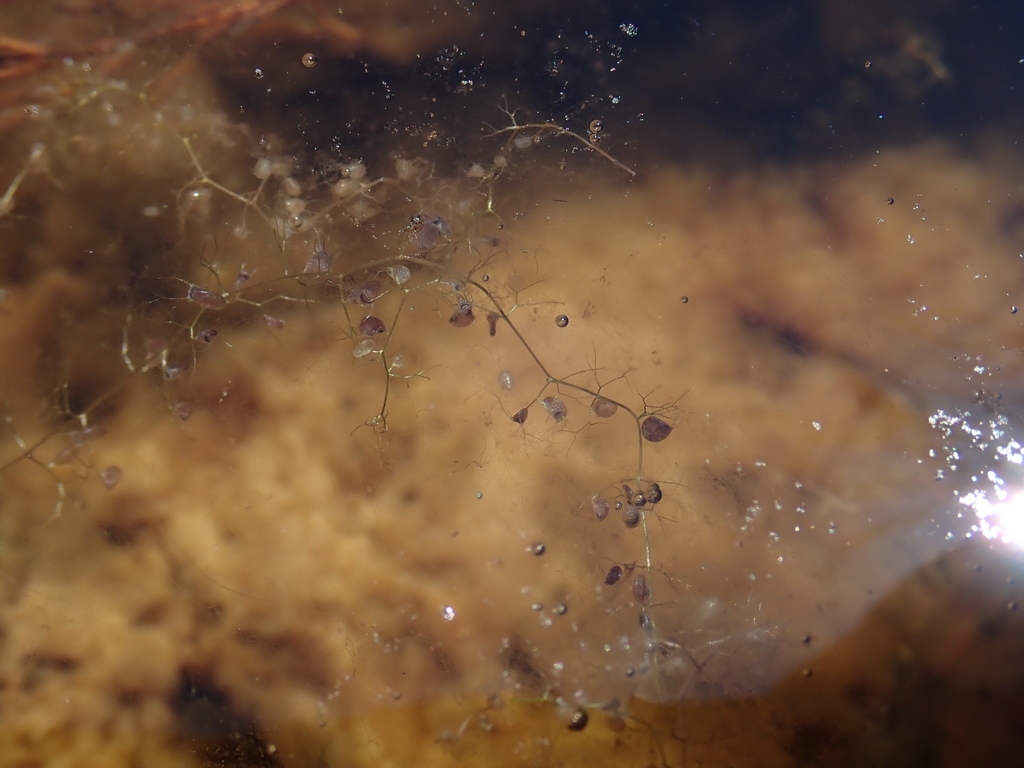 Utricularia geminiscapa Benj.
