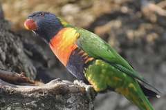 Trichoglossus moluccanus