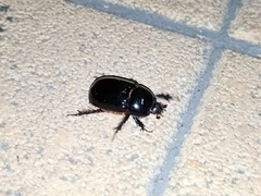 Xyloryctes thestalus