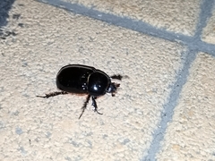 Xyloryctes thestalus