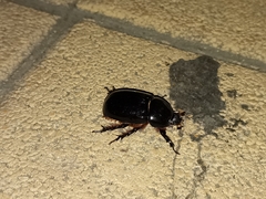 Xyloryctes thestalus