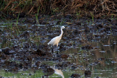 Egretta garzetta dimorpha