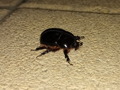 Xyloryctes thestalus