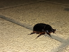 Xyloryctes thestalus