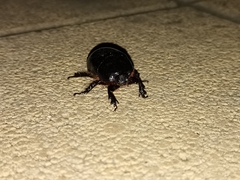 Xyloryctes thestalus