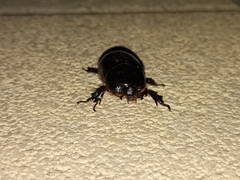 Xyloryctes thestalus