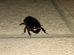 Xyloryctes thestalus