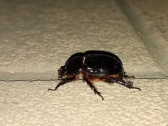 Xyloryctes thestalus