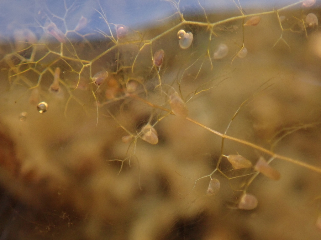 Utricularia geminiscapa Benj. 2