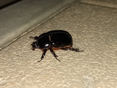 Xyloryctes thestalus