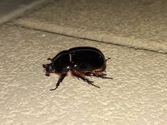 Xyloryctes thestalus