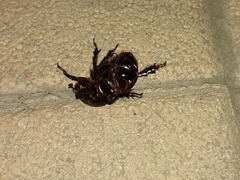 Xyloryctes thestalus
