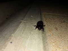 Xyloryctes thestalus
