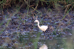 Egretta garzetta dimorpha