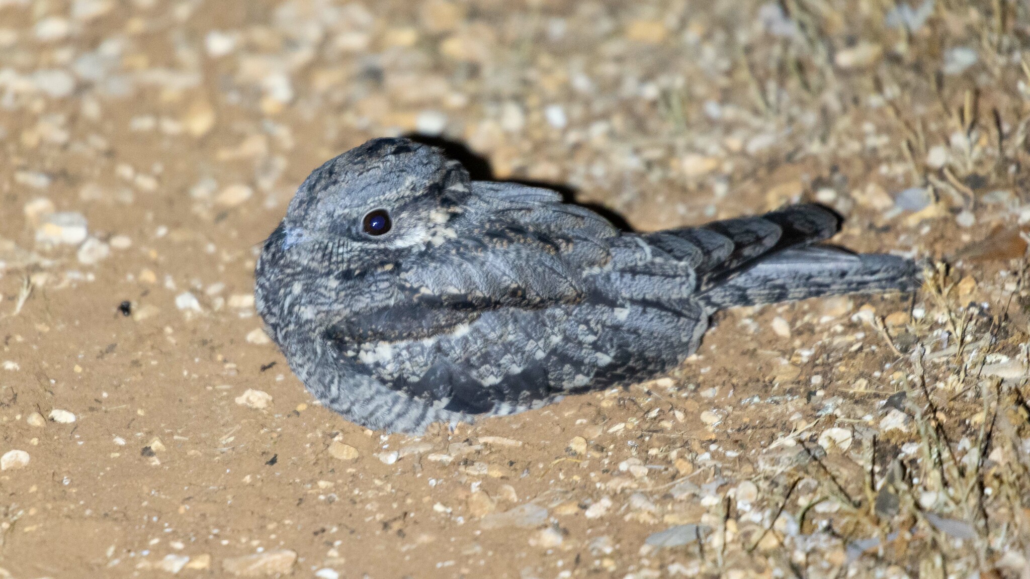 European Nightjar