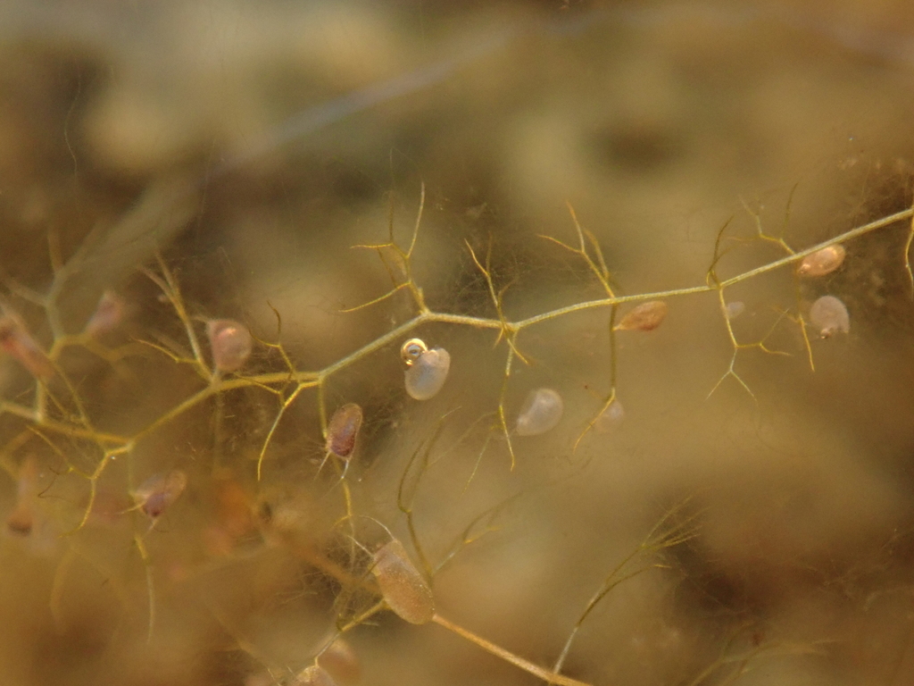 Utricularia geminiscapa Benj. 3